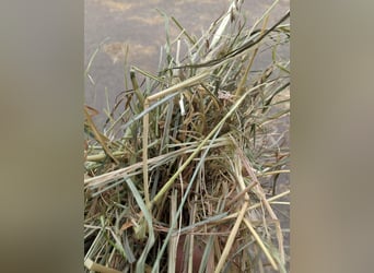 Trawa na pastwisku, siano