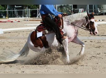 Równiarka HUNTER REINING 2,0 m REITPLATZPLANER Bahnplaner