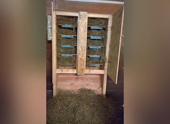 Ich baue Futterautomaten für Pferde und Ponys