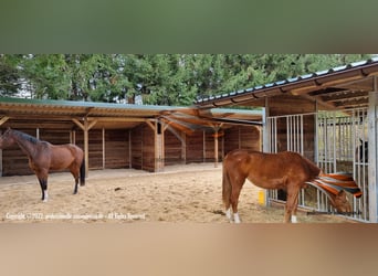 Pferdestall bauen - Aussenbox und Pferdebox, Pferdefütterung im Offenstall, Weidehütte, Unterstand,