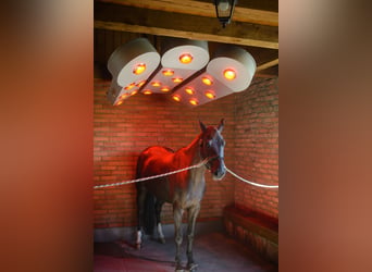 Solarium dla koni Solar Tech