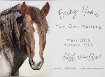 Bring Home your Mustang! Arizona, USA, März 2025