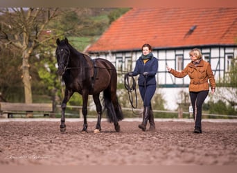 Doppellonge für Anfänger ganzjährig Kurse