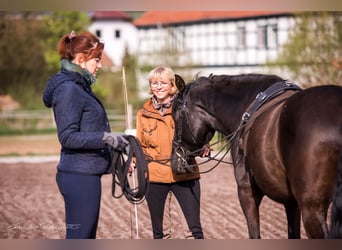 Doppellonge für Anfänger ganzjährig Kurse