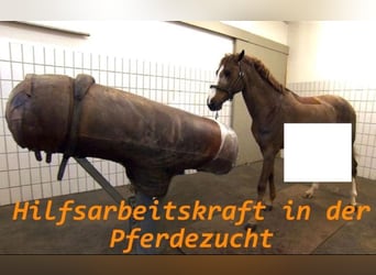 Hilfarbeitskraft in der Pferdezucht 