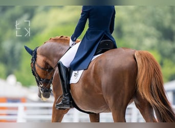 International erfolgreiche Grand Prix Reiterin bietet Unterricht vor Ort und Online an