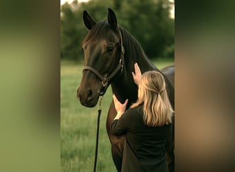 Massage bien-être équin & bilans naturopathie