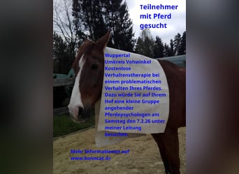 Pferdeverhaltenstherapie - Kostenlos - Teilnehmer mit Pferd gesucht in Wuppertal