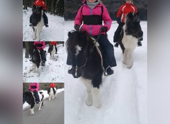 Reitpädagogik-Ausbildung/Fortbildung Pony-Motion®️