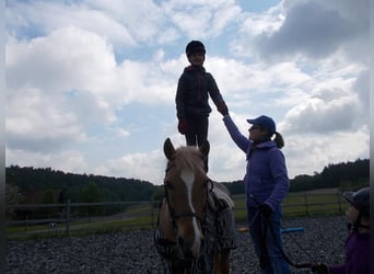 Reitpädagogik-Ausbildung/Fortbildung Pony-Motion®️