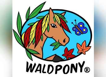 Szkolenie z zakresu Pony-Motion® Pedagogiki Jeździeckiej