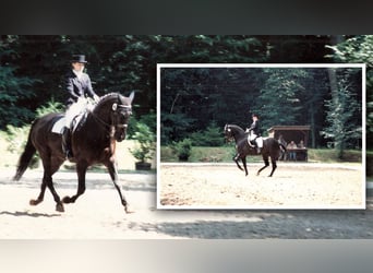 Ausbildung, Unterricht reiner klassischer Reitsport - Coaching, Sport-Mental-Training, Mobil vor Ort