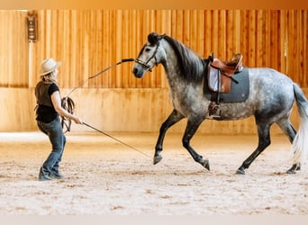 Biete mobilen Reitunterricht und Bodenarbeit, reitweisenunabhängig für Freizeitreiter