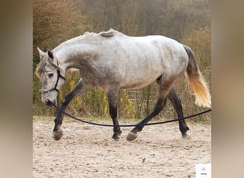 Bodenarbeit Horsemanship Führtraining Akademische Reitkunst 