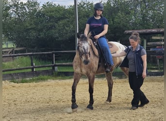 Effektiver Reitunterricht zwischen Köln und Eifel
