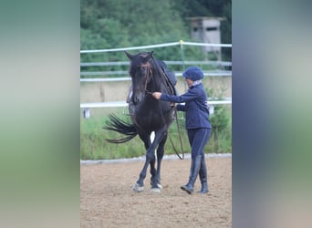 Holistyczna nauka jazdy konnej na koniach szkolnych lub własnym koniu, jazda w stylu ujeżdżenia, lek