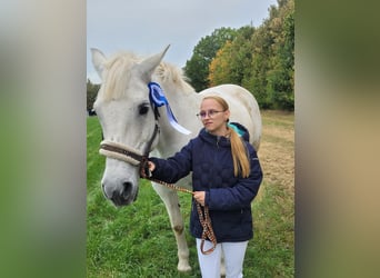 Ich biete Reitunterricht an für groß und klein