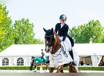 International erfolgreiche Grand Prix Reiterin bietet Online Unterricht an