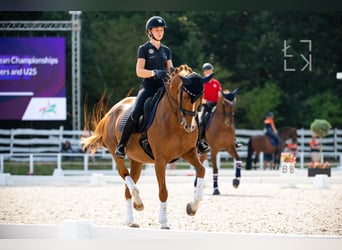 International erfolgreiche Grand Prix Reiterin bietet Online Unterricht an