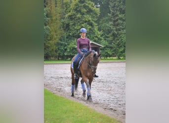 Reiten mit Freude - Individuelles Coaching für Sie und ihr Pferd! Gerne auch bei ihnen vor Ort.