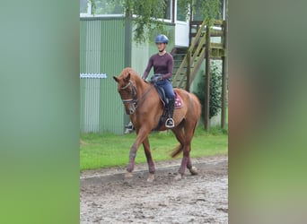Reiten mit Freude - Individuelles Coaching für Sie und ihr Pferd! Gerne auch bei ihnen vor Ort.