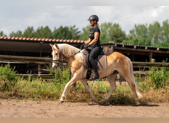 Reitunterricht für Wiedereinsteiger und Fortgeschrittene 