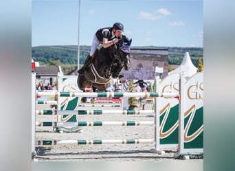 Beritt und Anreiten ihres Pferdes sowie Turniervorstellung im Springen 