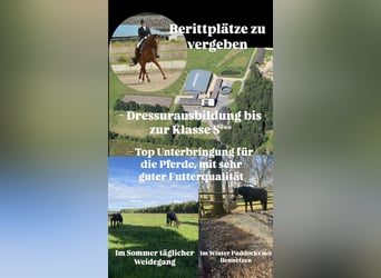 Dressurausbildung bis zur Klasse S***