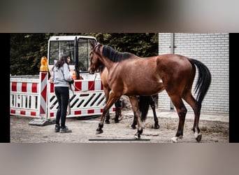 Freie Berittplätze  für deinen Liebling