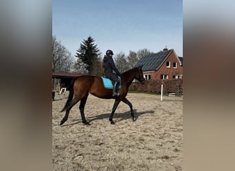 Podstawowe szkolenie młodych koni | Problematyczne konie | Trening dla Twojego konia w pobliżu (Ostf