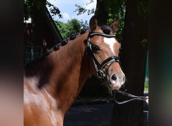 Professionelle Pferdeausbildung & Beritt, Stutenleistungsprüfung