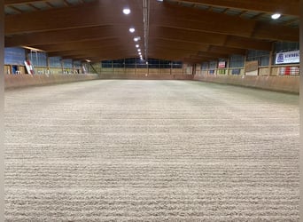 Professioneller und immer pro Pferd eingestellter Berittplatz 