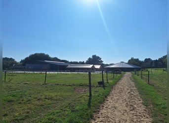 Szkolenie konia na południe od Hamburga / Seevetal