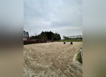 Szkolenie, młode konie, konie z problemami, korekta, wprowadzanie konia do jazdy