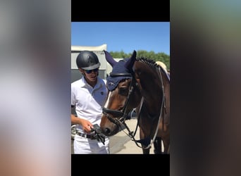 Training voor springpaarden 