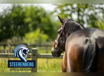 Training voor springpaarden 