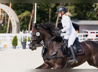 Trening koni sportowych, zajeżdżanie młodych koni