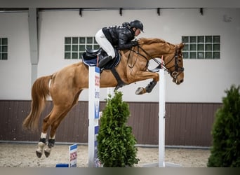 Trening koni sportowych, zajeżdżanie młodych koni