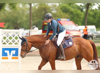 Vielseitiger Beritt / Anreiten von Sport & Freizeitpferden 