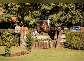 Vielseitiger Beritt / Anreiten von Sport & Freizeitpferden 