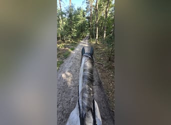 Vielseitiger Beritt / Anreiten von Sport & Freizeitpferden 