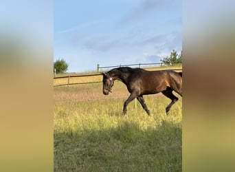 Vollberitt Dressur/  Anreiten - S***