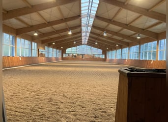 Vollberitt Dressur/  Anreiten - S***