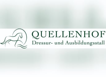 Vollberitt Dressur/  Anreiten - S***