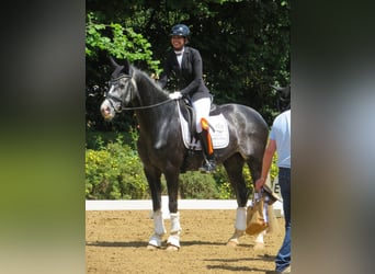 Vollberitt Dressur/  Anreiten - S***