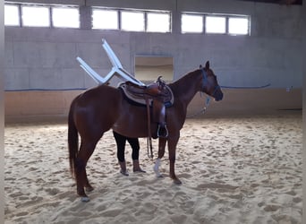 Western Ausbildung von Pferden, Jung- und Korrekturpferde