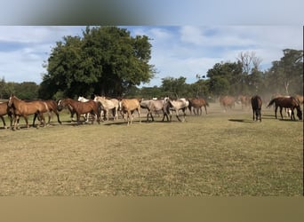 AUTHENTISCHE POLO-RANCH nahe Buenos Aires. 