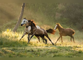 Ekskluzywne wakacje jeździeckie najwyższej klasy na Lusitano Masterhorses