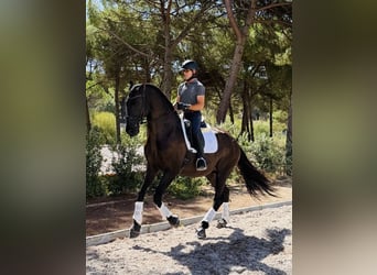 Ekskluzywne wakacje jeździeckie najwyższej klasy na Lusitano Masterhorses