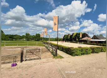Hodowla koni na Veluwe!